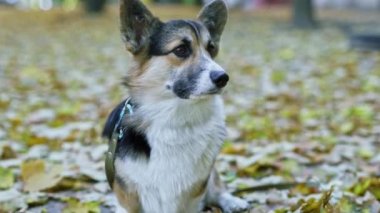 Komik bir köpek olan Galli Corgi Pembroke parkta dikiliyor ve yere düşmüş sarı yapraklarla kaplanıyor.