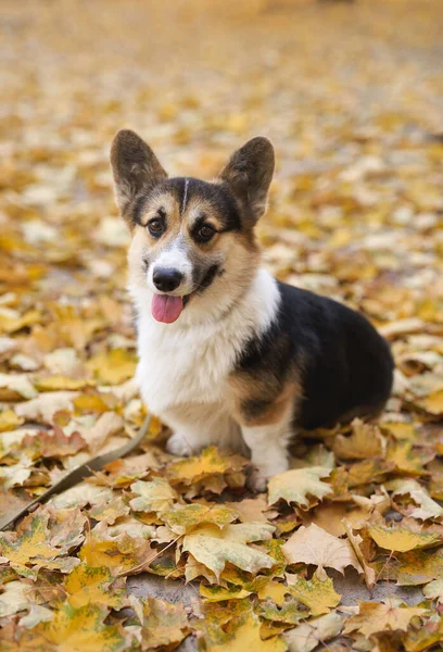 Frumos și adorabil câine galez Corgi în parcul de toamnă. Frunzele căzute colorate pe fundal . — Fotografie, imagine de stoc