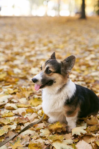 Beautiful and adorable Welsh Corgi dog in the autumn park. Colorful fallen leaves on background. — Stock Photo, Image