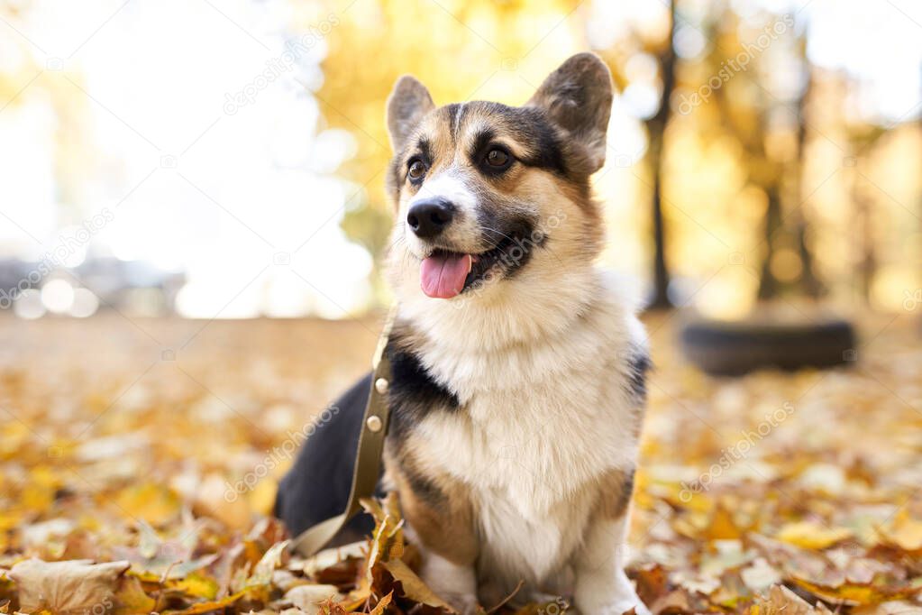Beautiful and adorable Welsh Corgi dog in the autumn park. Colorful fallen leaves on background.