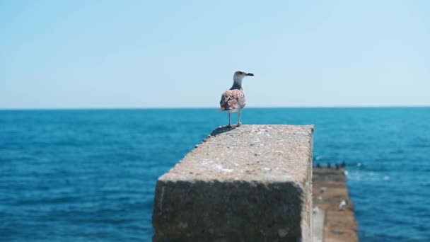 Gaviota en un muelle sobre el fondo del mar y el cielo azul — Vídeos de Stock