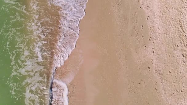 Drone view happy couple with dog walking sea beach — Stock Video