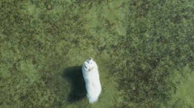 Şirin beyaz kutup samozlu köpek denizde yürüyor.