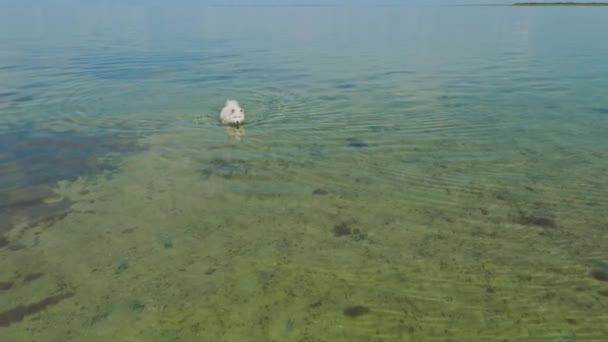 Mignon grand blanc polaire samoyed chien promenades dans la mer — Video