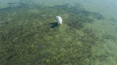 Şirin beyaz kutup samozlu köpek denizde yürüyor.
