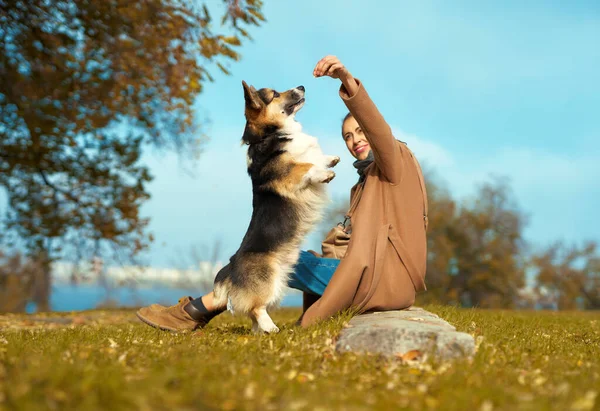 Wanita bermain dengan hewan peliharaan di taman, anjing Corgi Welsh berdiri di cakar belakang — Stok Foto