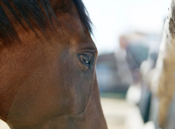 Lähikuva muotokuva ruskea hevonen maatilalla tai tilalla — kuvapankkivalokuva