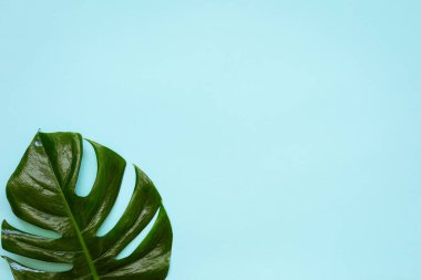 Mavi arka planda Monstera palmiye bitkisinin tek yapraklı hali. Kapatın. Düz yerde, üst tarafta. Metin için alanı kopyala