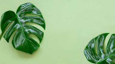 Yeşil arka planda tropik yapraklar Canavar 'a ait. Düz yerde, üst tarafta. Pankart. Metnin için boşluk kopyala