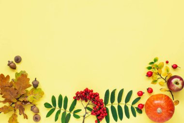 Sonbahar kompozisyonu. Balkabağı, kırmızı elma, yeşil yapraklı böğürtlen, meşe palamudu, dikenli meyve. Fotokopi alanı olan sarı arkaplana dekor düşür. Üst Manzara. Düz yatıyordu.