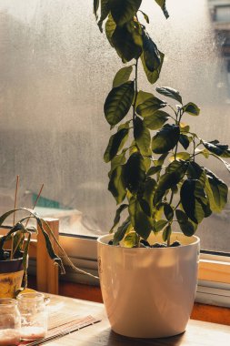 Yazın bir evin içi.