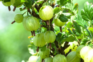 Büyük ve olgun yeşil bir Bektaşi üzümü çalılıklarda asılı gün ışığında. 