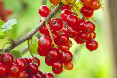 Bahçedeki yeşil bir çalıda sallanan olgun kırmızı üzümler..