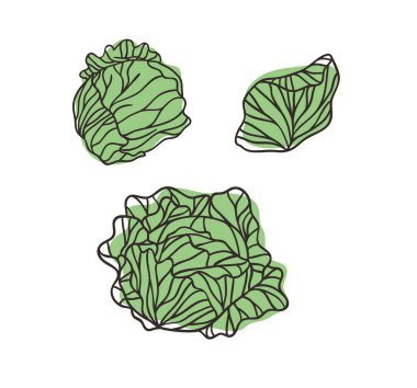 Beyaz lahana. El yapımı stil meyve ve sebze. Vektör sanatsal olarak taze organik besinler çiziyor. Yaz illüstrasyonu meyve suyu için vejetaryen malzemeler