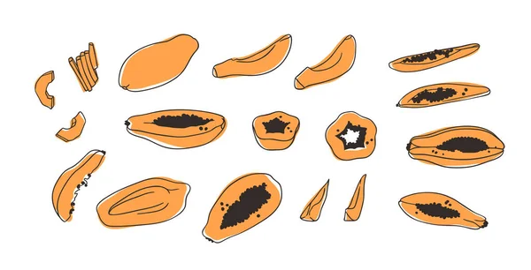 杜德尔热带木瓜 手绘时尚水果和蔬菜 矢量艺术画新鲜的有机食品 夏季插画素食素食促进平滑 — 图库矢量图片
