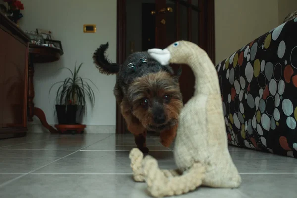 yorkshire dog jumps in the direction of his toy (stuffed duck)
