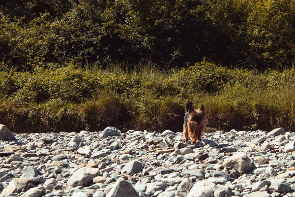 Чорно Коричневий Йоркширський Собака Йде Між Камінням Сонячний Літній День — стокове фото