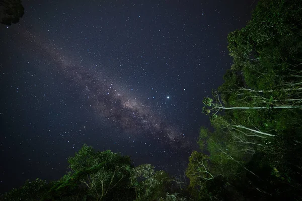 Klare Milchstraße Zwischen Den Bäumen Einer Sternenklaren Nacht — Stockfoto