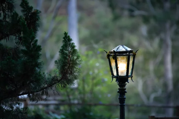 Lonely Lamp Post Stand Trees — Stock Photo, Image