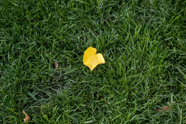 Very Yellow Tree Leaf Sitting Green Grass Summer Day Romania — Stock Photo, Image