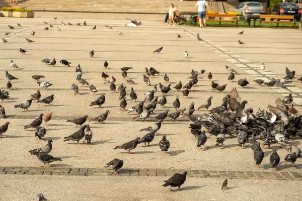 Veel Duiven Buiten Wachten Eten Van Mensen Kinderen Het Centrum — Stockfoto