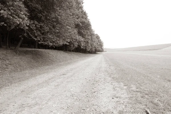Непроходимая проселочная дорога возле леса в летний день. — стоковое фото
