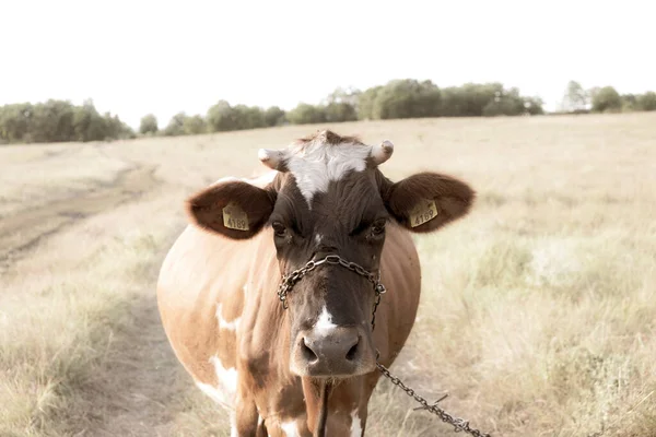 Das Gesicht einer braunen Kuh mitten auf dem Feld, die in die Kamera blickt. Selektiver Fokus — Stockfoto