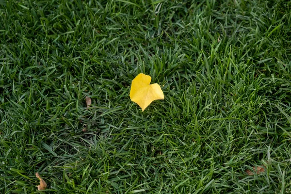 Very yellow tree leaf sitting on the green grass during a summer day — Stock Photo, Image