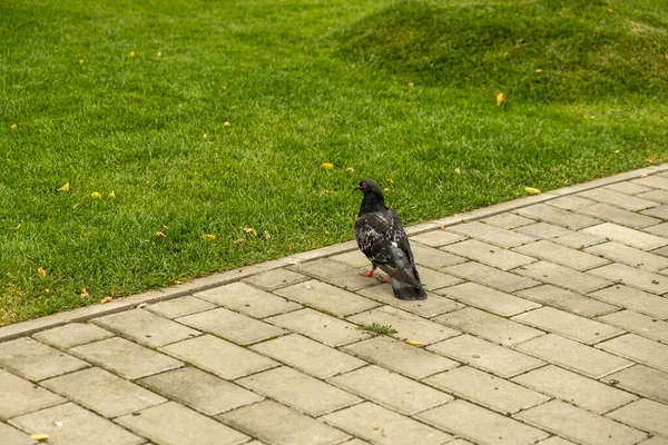 Een duif die buiten op eten zit te wachten tijdens de zomerdag — Stockfoto