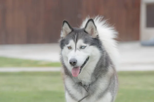 Nagyon aranyos szibériai husky kutya egy nyári napon közelkép. Szelektív fókusz — Stock Fotó