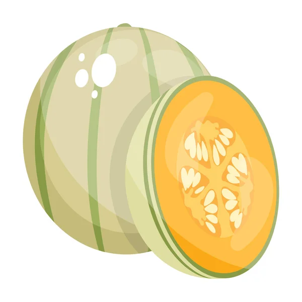 Cantaloupe Їжа Зелена Диня Ціла Шматочок Боці — стоковий вектор