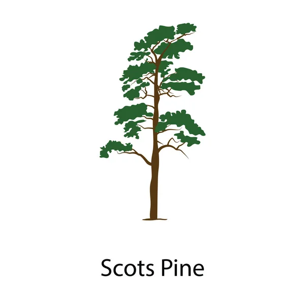 Icon Scots Pine Truly Stunning Tree Vector — Stock Vector