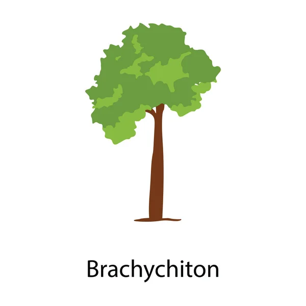 Brachichitonツリーのトレンディなベクトルデザイン — ストックベクタ