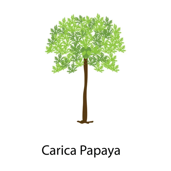 Ícono Planta Suculenta Herbácea Diseño Vectorial Carica Papaya — Vector de stock