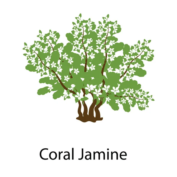 Jazmín Coral Reina Del Ícono Del Arbusto Nocturno — Vector de stock