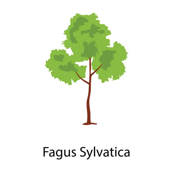 Rozprzestrzenianie Korony Drzewa Ikona Fagus Sylvatica — Wektor stockowy