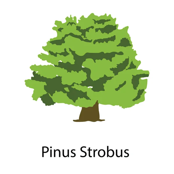 Icona Albero Sempreverde Pinus Strobus Vector — Vettoriale Stock