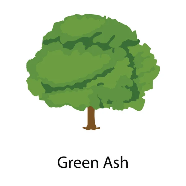 Редактируемый Дизайн Иконки Зеленого Ясеня — стоковый вектор