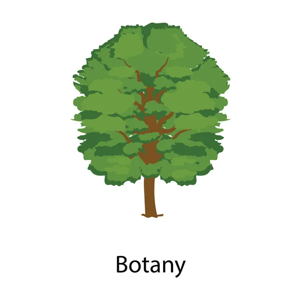 Иконка Природного Тенистого Дерева Вектор Ботанического Дерева — стоковый вектор