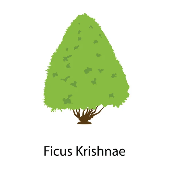 Vet Ontwerp Van Ficus Krishnae Boom Natuur Icoon — Stockvector
