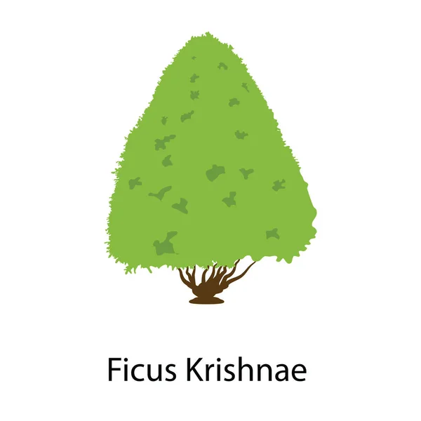 Kövér Design Ficus Krishnae Természet Ikon — Stock Vector