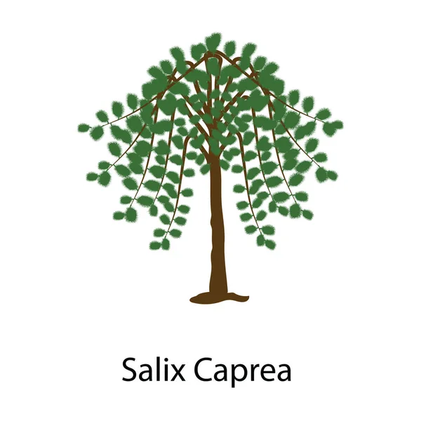 Salix Caprea Σχέδιο Εικονίδιο Δέντρο Επίπεδη Διάνυσμα Του Φυσικού Δέντρου — Διανυσματικό Αρχείο