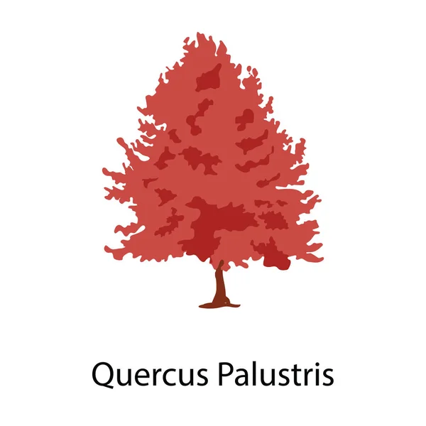 Quercus Palustris Vector También Conoce Pantano Roble Español — Vector de stock