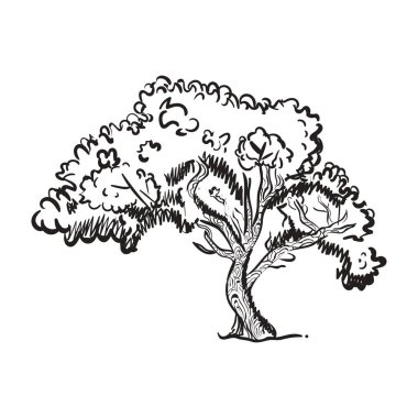Bir sedir ağacı ikonu tasarımı, doğal ağacın elle çizilmiş vektörü. 