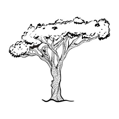 Bir ejderha ağacı vektör tasarımı, son moda karalama tarzında doğal ağaç. 