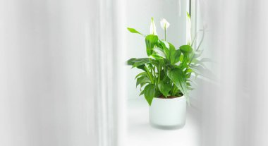 spathiphyllum çiçeği ev odasındaki tencerede yetişiyor ve kapalı havayı temizliyor..