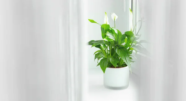 spathiphyllum çiçeği ev odasındaki tencerede yetişiyor ve kapalı havayı temizliyor..