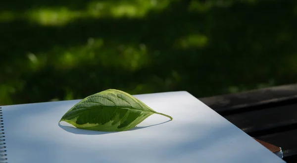 Folha verde encontra-se em um caderno em um banco de parque em um dia ensolarado — Fotografia de Stock