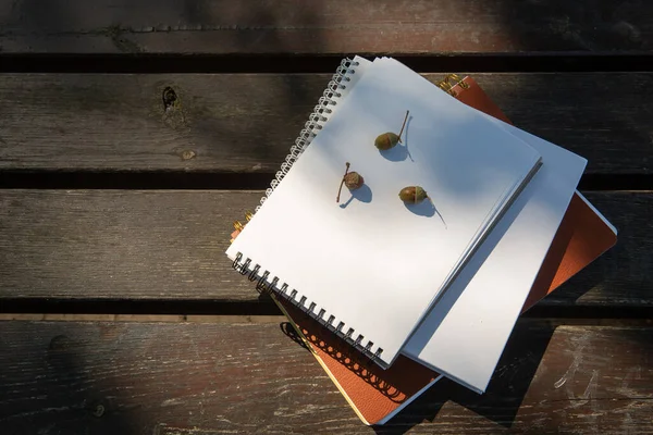 Żołędzie leżą na stercie książek z notatnikiem na ławce w parku w słoneczny dzień — Zdjęcie stockowe