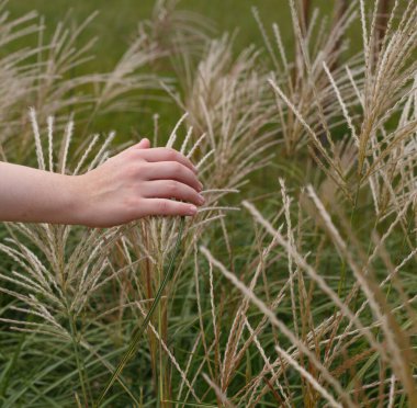 Kadın eli yavaşça tarladaki sivri uçlu kazıkları delip geçiyor.